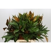 Grevillea baileyana Gold