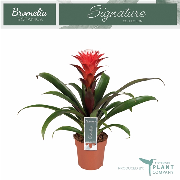 <h4>Guzmania Hope</h4>