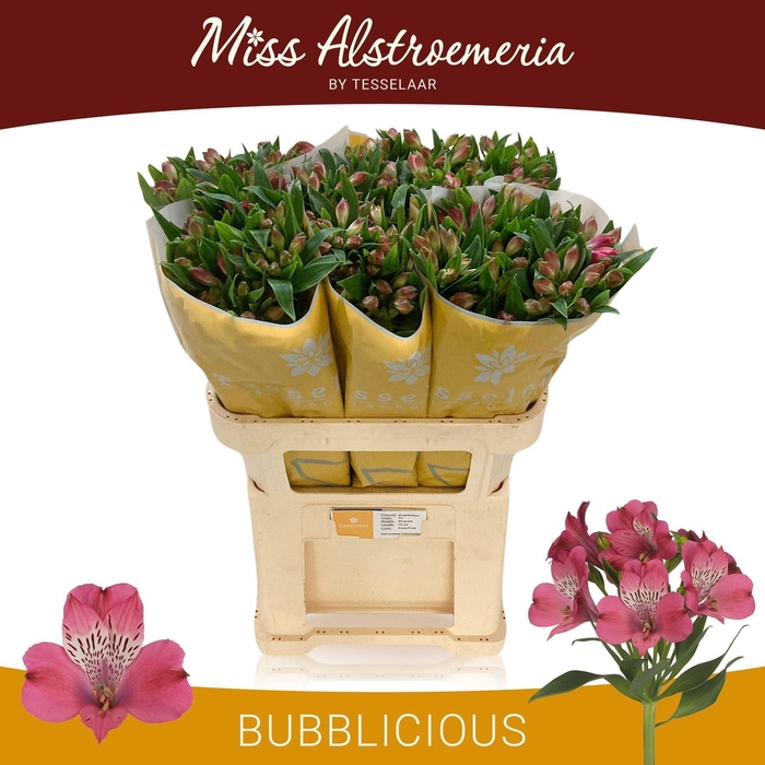 <h4>Alstr Bubblicious</h4>