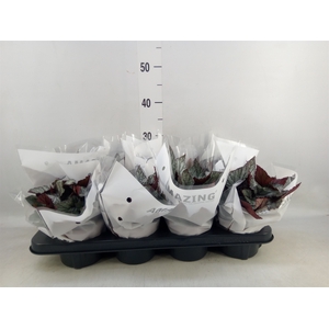 Begonia BD 'Beleaf Arctic Breeze'