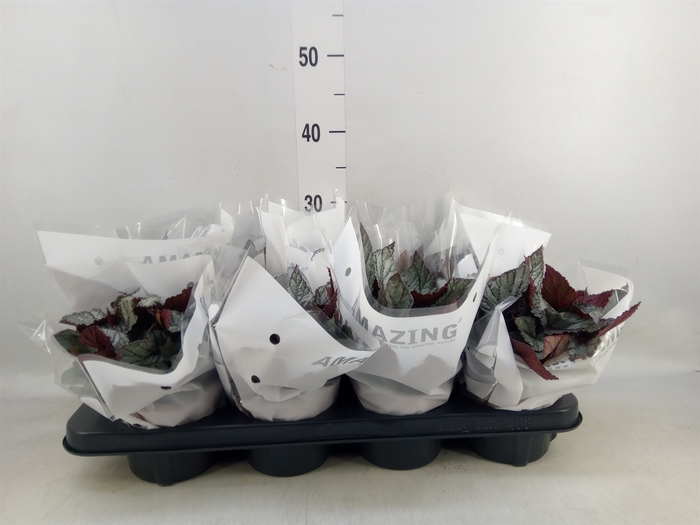 <h4>Begonia BD 'Beleaf Arctic Breeze'</h4>