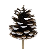Pine cone 5-7cm on stem White Tipped
