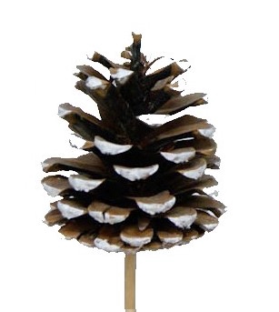 Pine cone 5-7cm on stem White Tipped