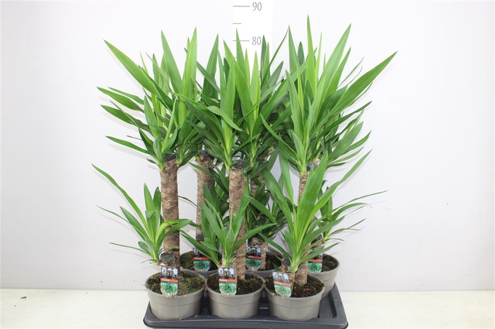 <h4>Yucca 45-20 2+</h4>