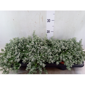 Helichrysum mic. 'Silver Mist'
