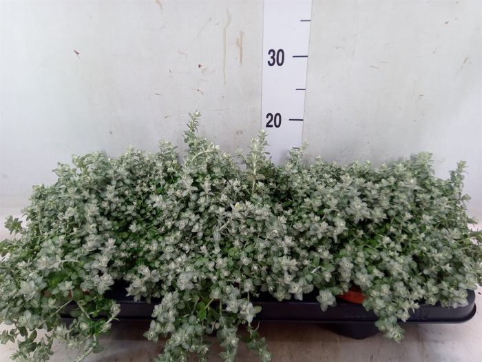 <h4>Helichrysum mic. 'Silver Mist'</h4>