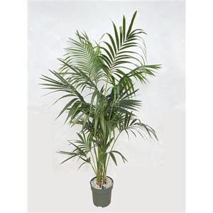 Kentia Howea Forsteriana (bark)