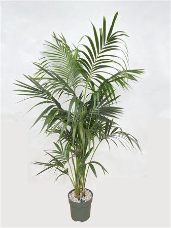 <h4>Kentia Howea Forsteriana (bark)</h4>