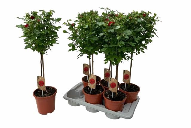 <h4>ROSA ST OV</h4>