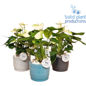 NV004 Ariël Navy Anthurium