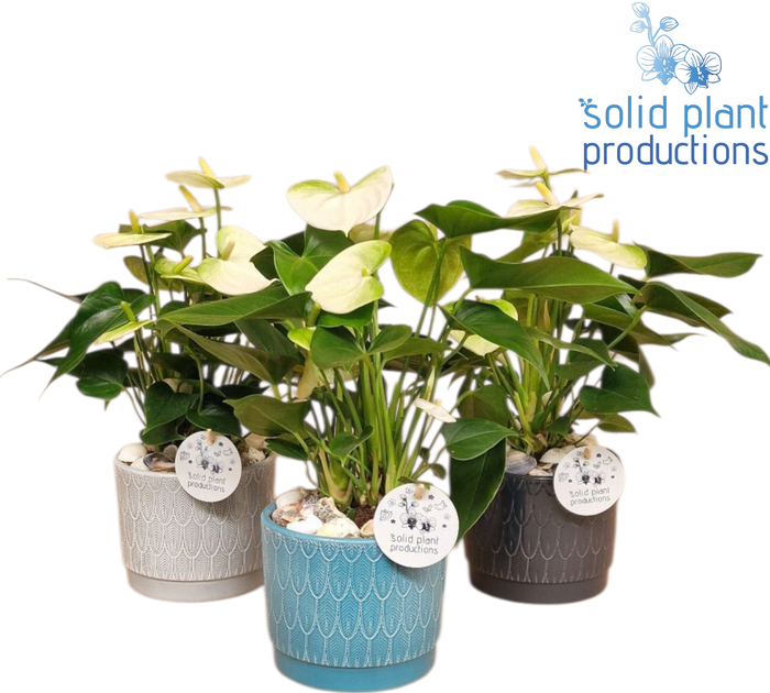<h4>NV004 Ariël Navy Anthurium</h4>