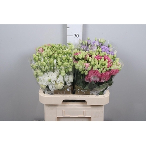 Eus G Mix (v.d. Berg)