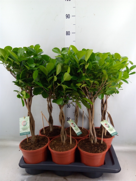 <h4>Ficus microcarpa 'Moclame'</h4>