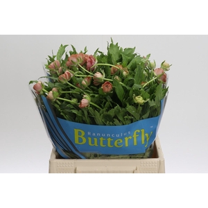 Ranunculus Butterfly Musa