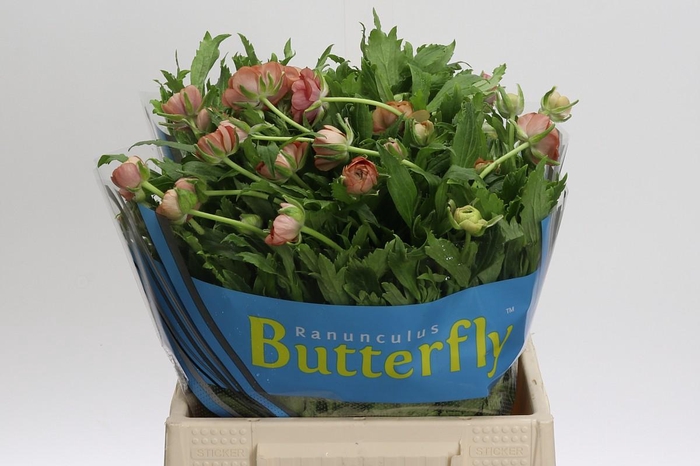 <h4>Ranunculus Butterfly Musa</h4>
