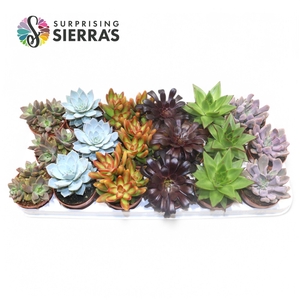 Sierra's® - Sevilla Succulent Mix (Deluxe)