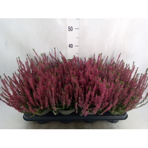 Calluna vulg. 'Garden G Athene'