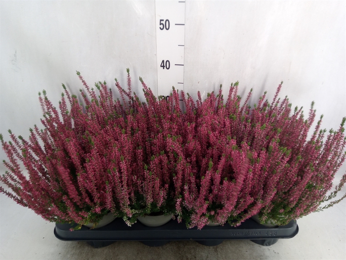 <h4>Calluna vulg. 'Garden G Athene'</h4>