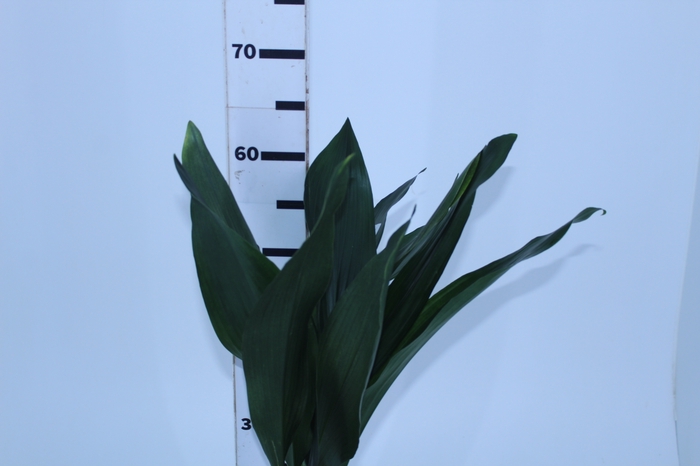 FOLHAGEM ASPIDISTRA ELATIOR 060 CM