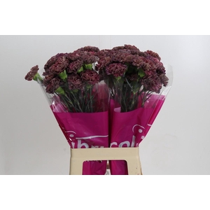 Dianthus St Copper Extasis