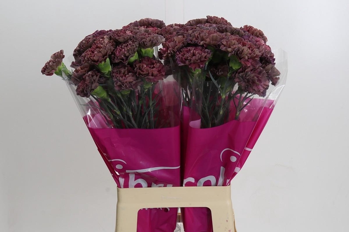 Dianthus St Copper Extasis