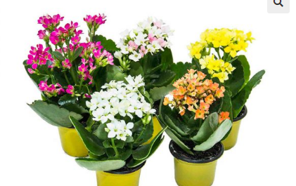 <h4>KALANCHOE MINI P06</h4>