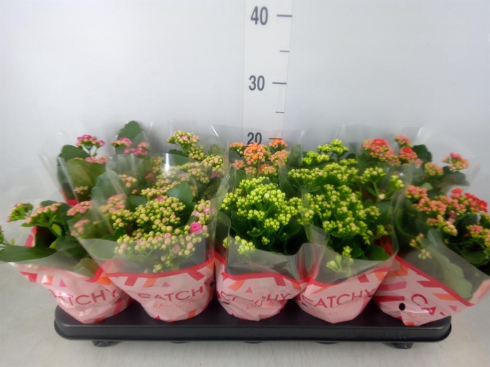 <h4>Kalanchoe blos. ..rosebud mix 5</h4>