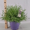 Lavandula angustifolia Essence Pur