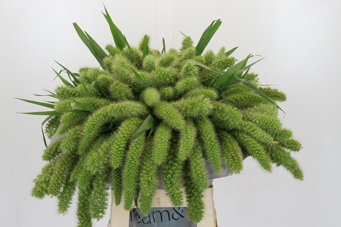 <h4>SETARIA IT VOLL MELK</h4>