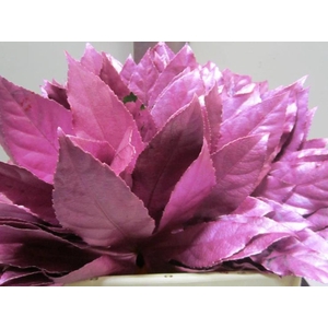 Aralia G Metallic Fuchsia