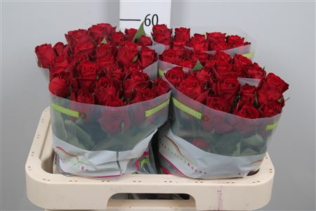 <h4>R Gr Madam Red</h4>