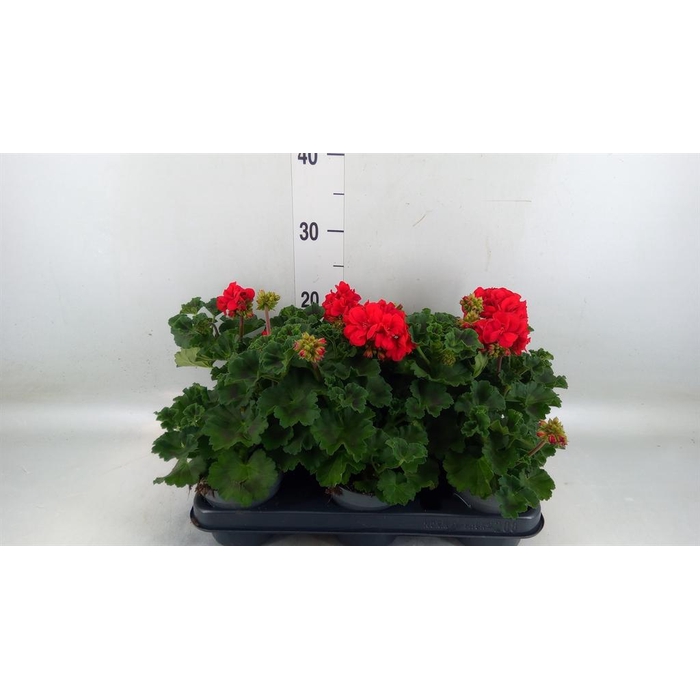 <h4>Pelargonium zona.   ...F1</h4>