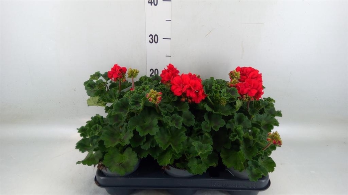 <h4>Pelargonium zona.   ...F1</h4>