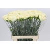 Dianthus St Happy Tea