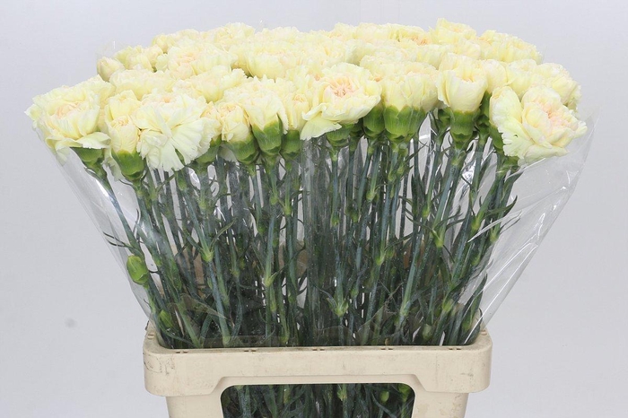 Dianthus St Happy Tea