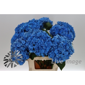 Hydrangea bela blue
