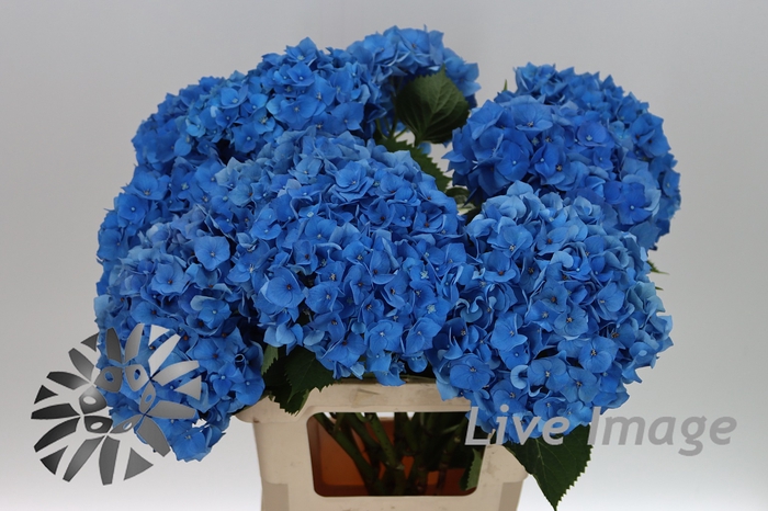 <h4>Hydrangea bela blue</h4>