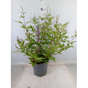 Vitex agnus-castus