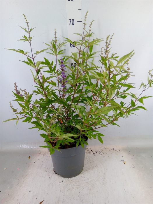 <h4>Vitex agnus-castus</h4>