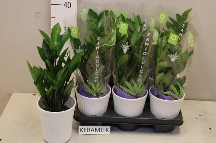 <h4>ZAMIO ZAMIIFOLIA</h4>