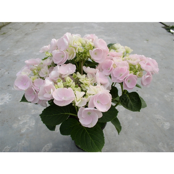 <h4>Hydrangea Hovaria Hobella</h4>