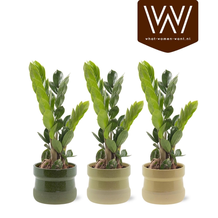 <h4>ARR ZAMIOCULCAS</h4>