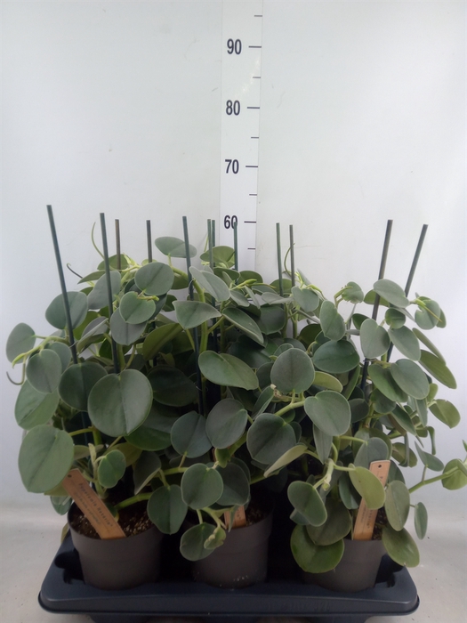 <h4>Peperomia</h4>