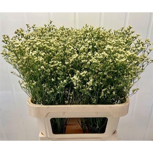 LIM SIN SENSY LEMONADE 25 GR.