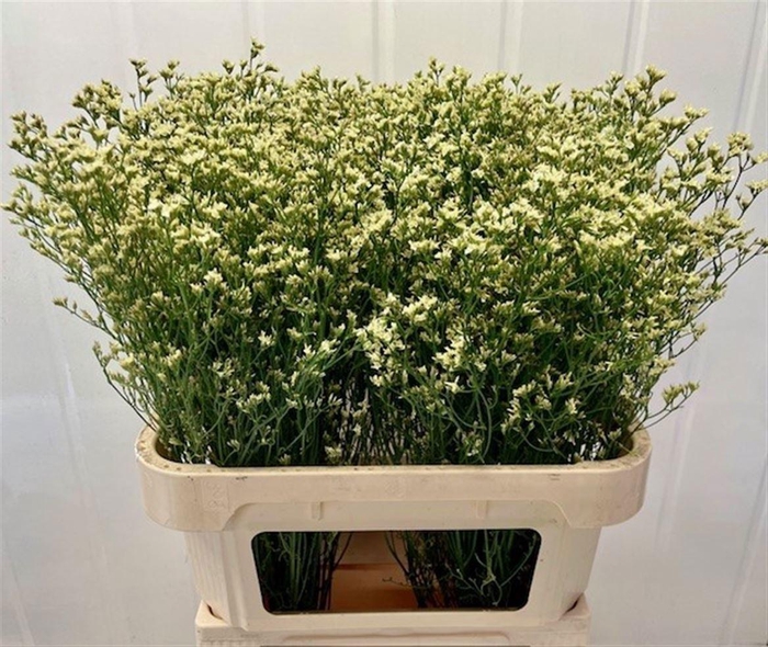 <h4>LIM SIN SENSY LEMONADE 25 GR.</h4>