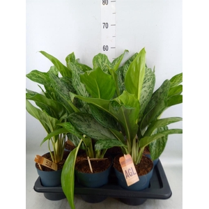 Aglaonema  'Greenlight'