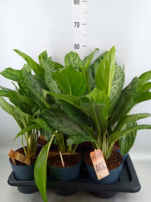<h4>Aglaonema  'Greenlight'</h4>