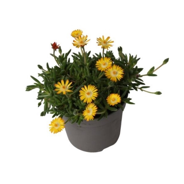 <h4>Delosperma Lido 'Yellow with Eye'</h4>