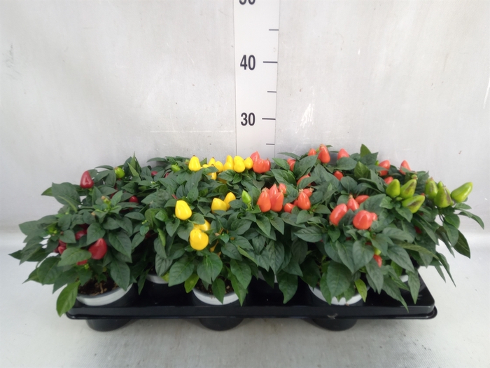 <h4>Capsicum annuum 'Samba'   ...mix</h4>