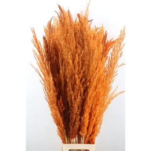 CORTADERIA ORANJE X8